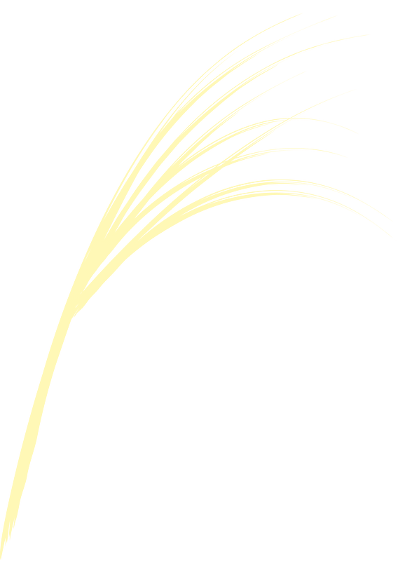 Japanese pampas grass