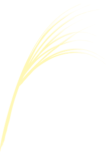 Japanese pampas grass