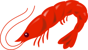 Japanese shrimp