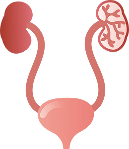 Kidney urinary bladder