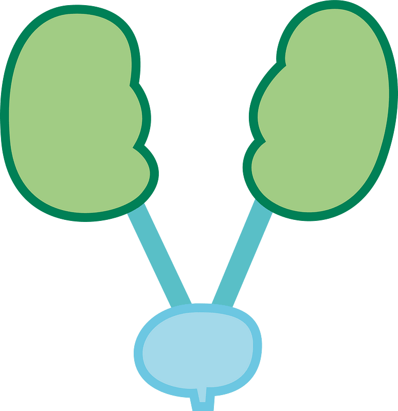 Kidney urinary bladder