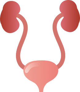 Kidney urinary bladder