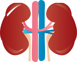 Kidney