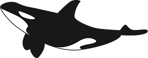 Killer whale