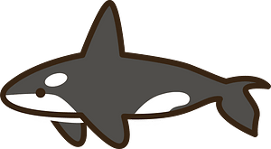 Orcinus orca