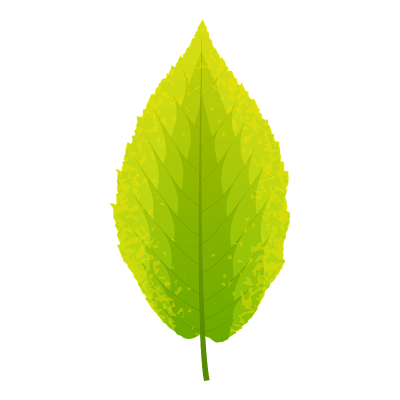 Yellow birch autumn leaf