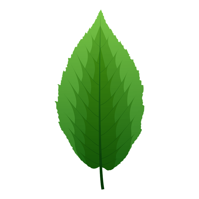 Yellow birch green leaf