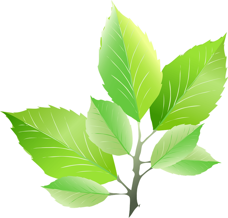 Leaves green