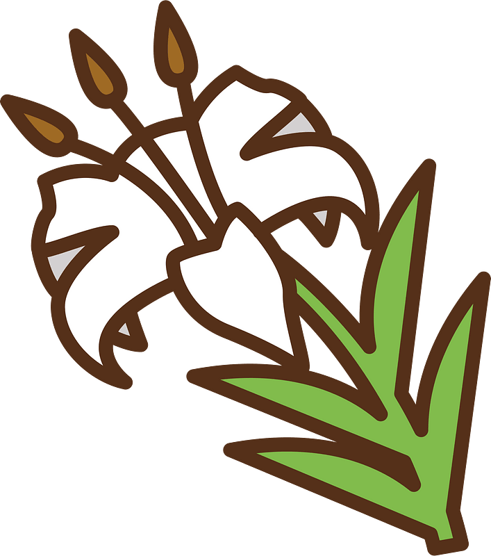 Lily flower