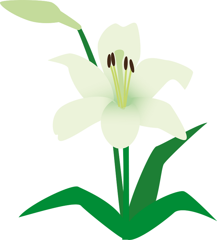 Lily flower