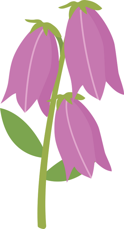 百合花