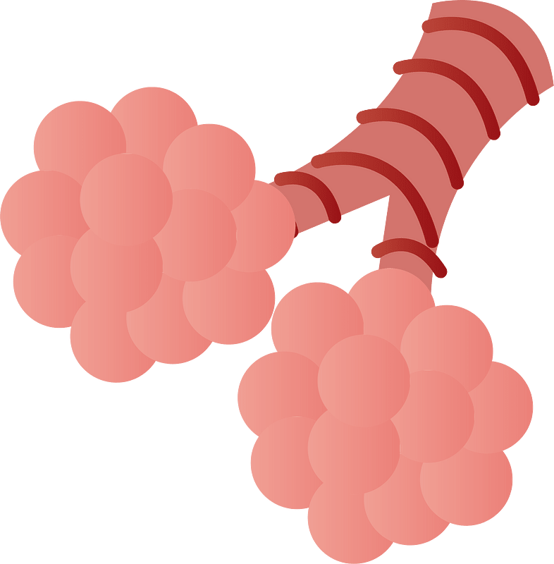 Lung