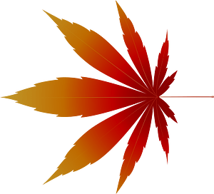 Maple leaf