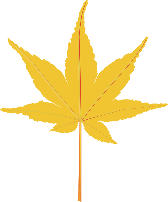 枫叶