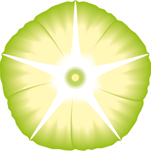 Morning glory