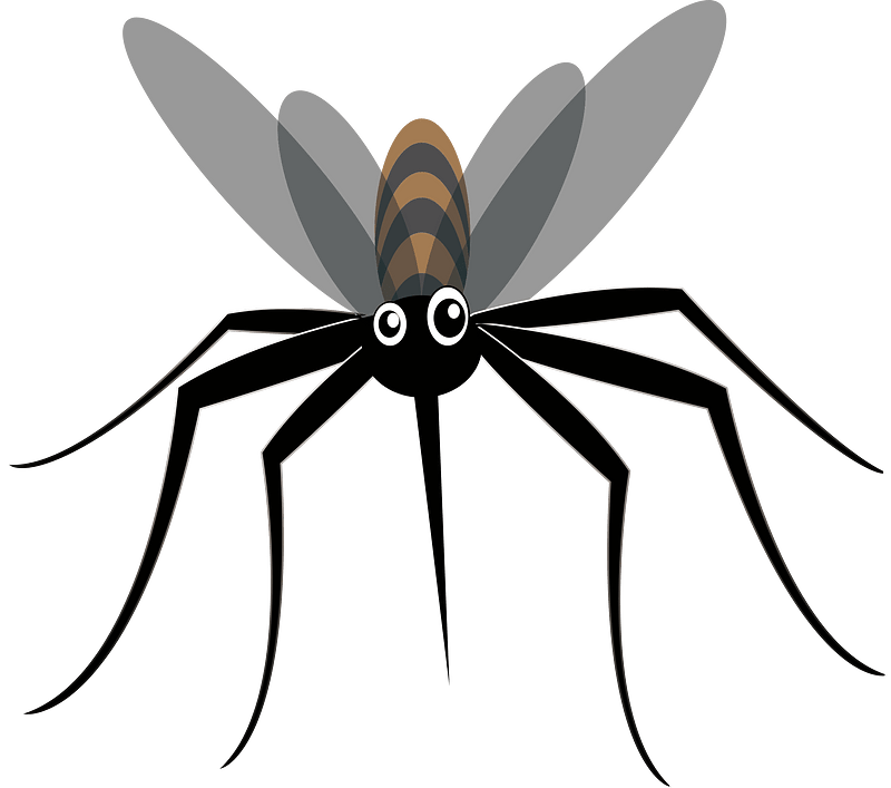 Mosquito insect