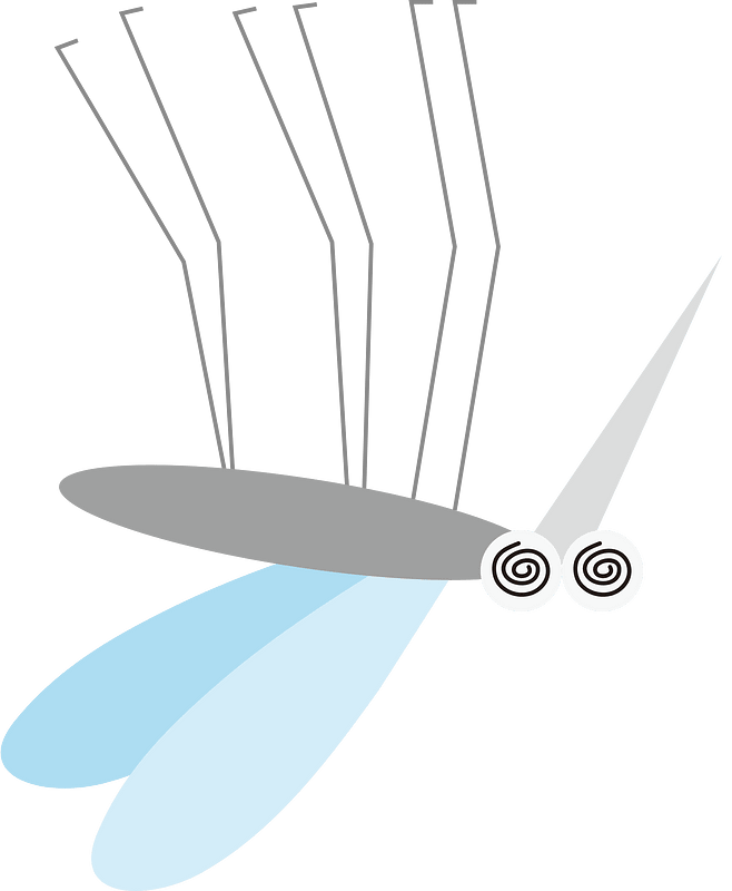Mosquito insect