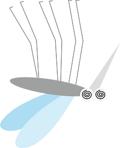 Mosquito insect