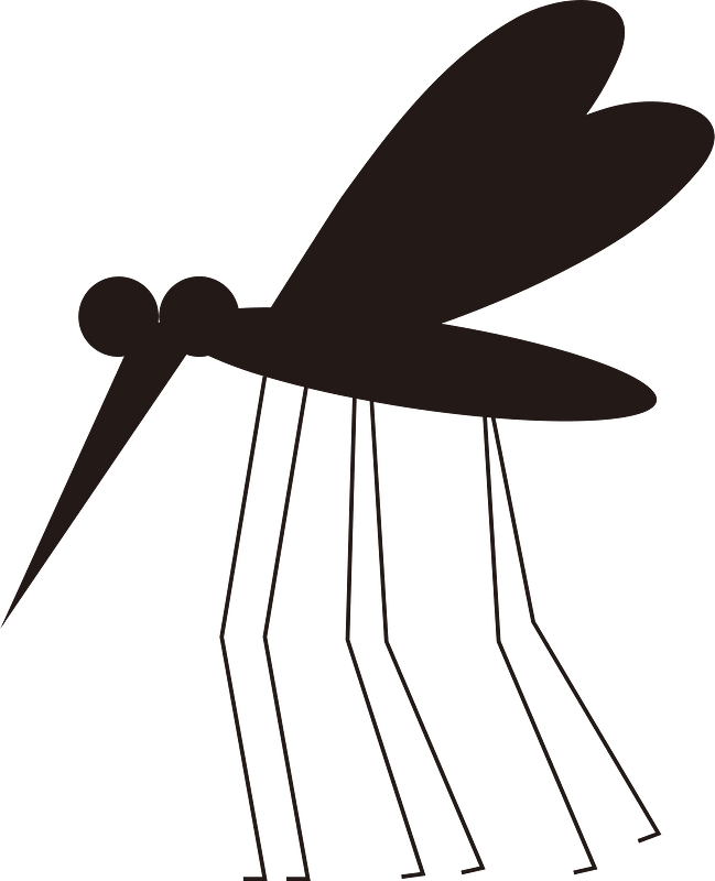 Mosquito insect