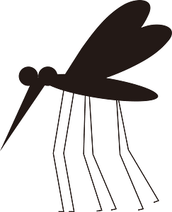 Mosquito insect