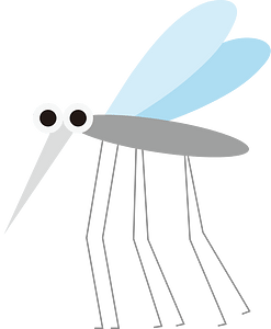 Mosquito insect