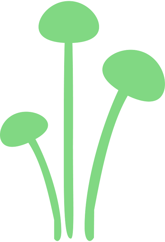 Funghi