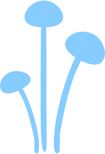 きのこ