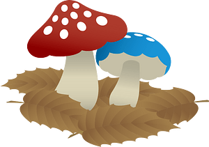 Mushrooms