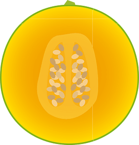 Muskmelon fruit