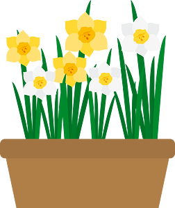 Narcissus flower