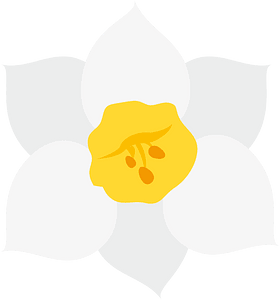 Narcissus flower