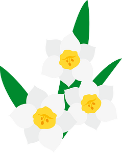 Narcissus flower