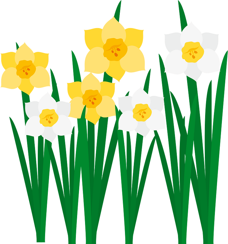 Narcissus flower