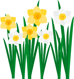 Narcissus flower