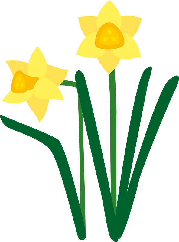 Narcissus flower