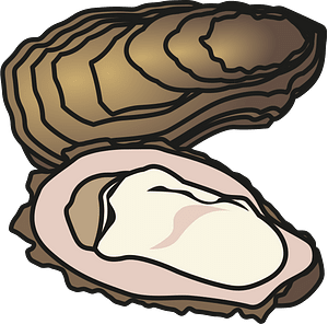 Oyster shellfish