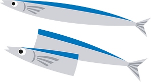 Pacific saury