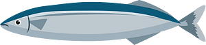 Pacific saury