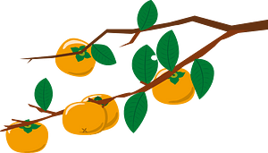Persimmon tree