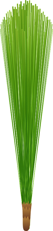 Pine cluster