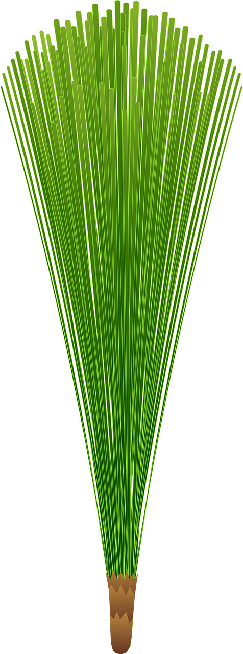 Pine cluster