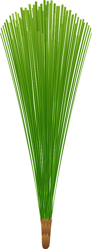 Pine cluster