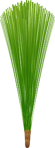 Pine cluster