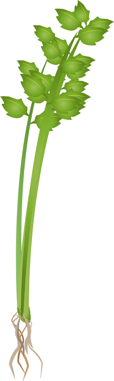 Plant
