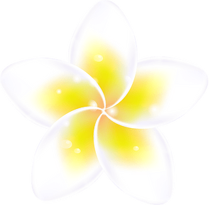 Plumeria blue sky
