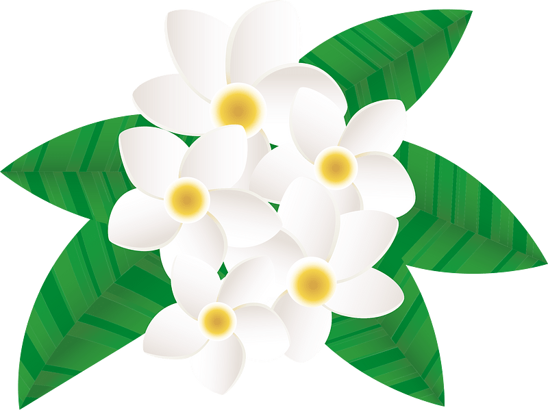 Plumeria flower