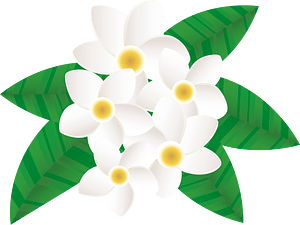 Plumeria flower