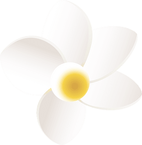 Plumeria flower