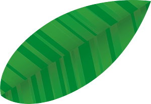 Plumeria leaf