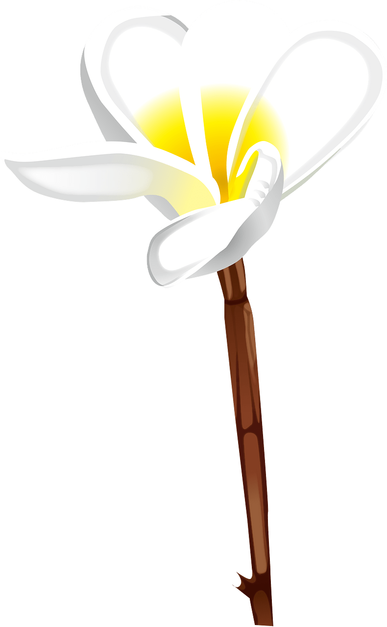 鸡蛋花属